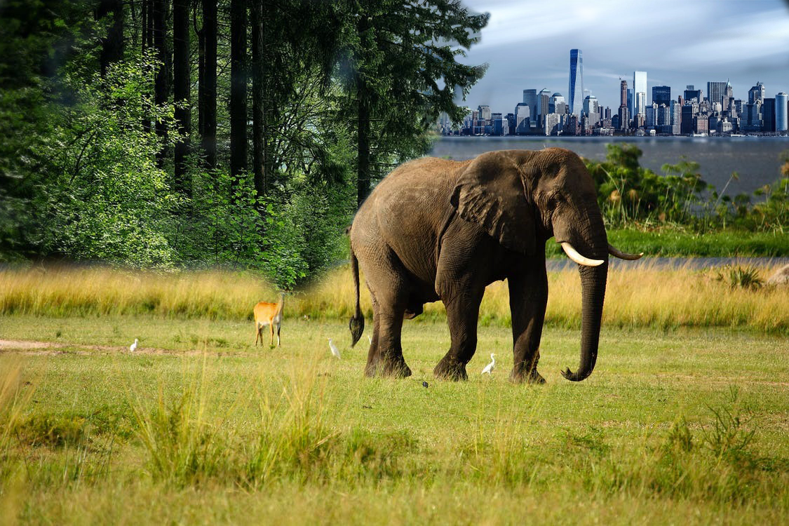 Das Bild konnte nicht geladen werden!